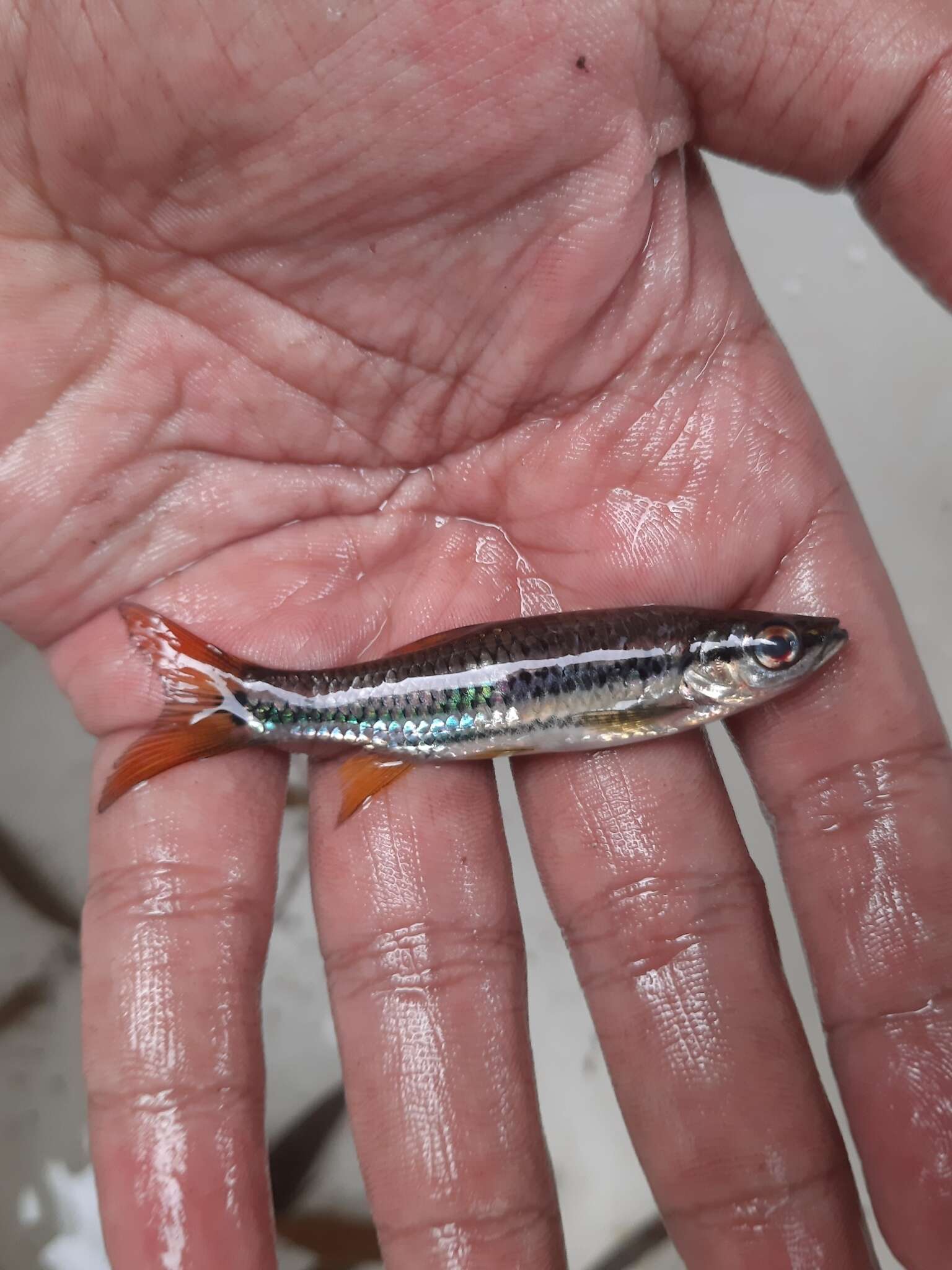 Imagem de Rasbora cephalotaenia (Bleeker 1852)