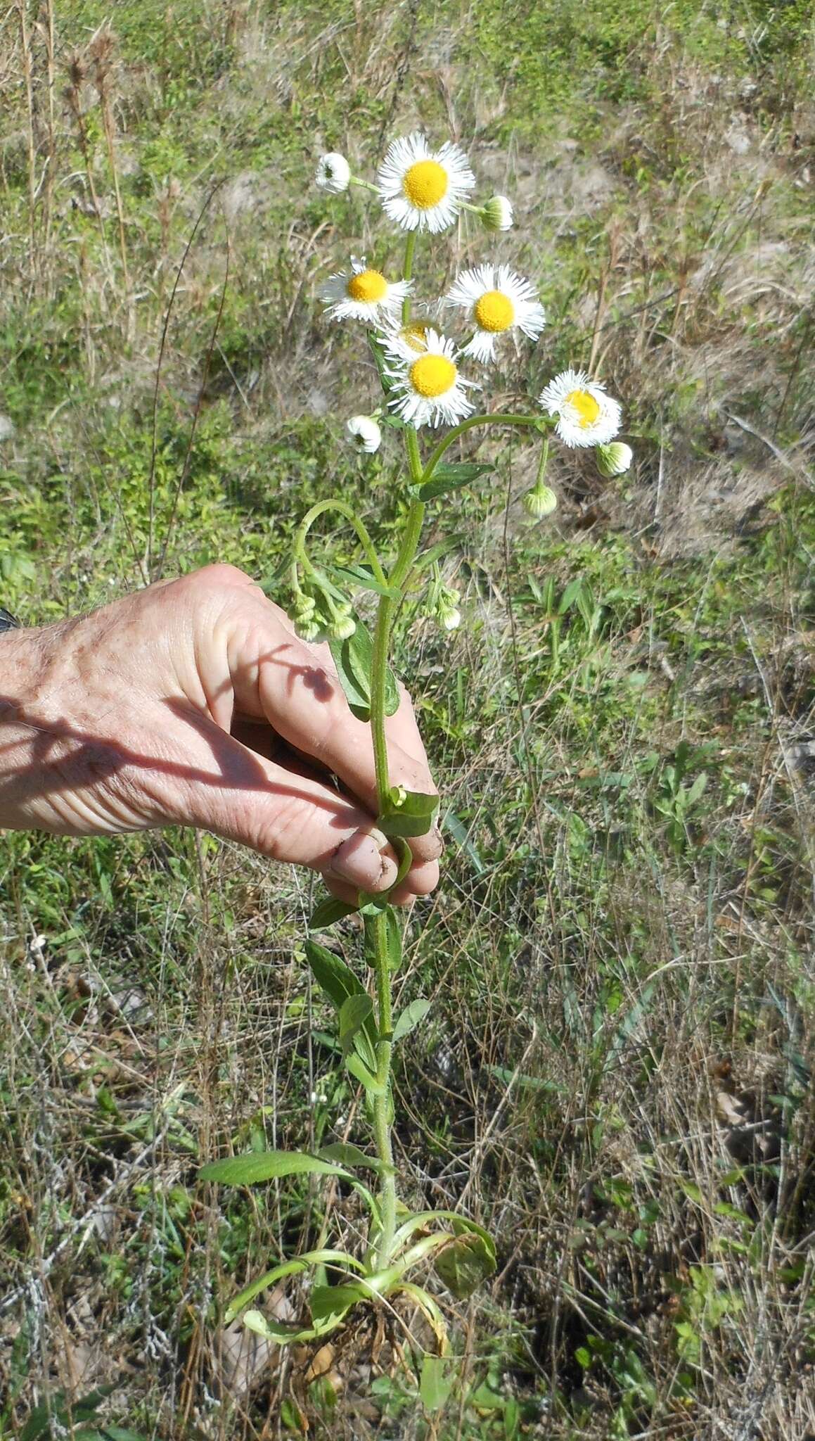 Image of Philadelphia fleabane