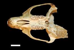 Image of Chaco marsh rat