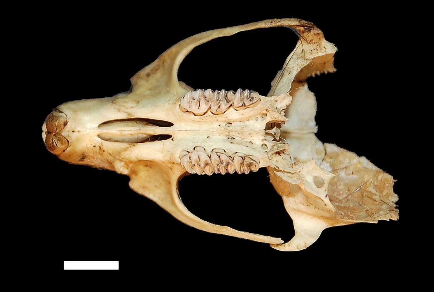 Holochilus chacarius Thomas 1906 resmi