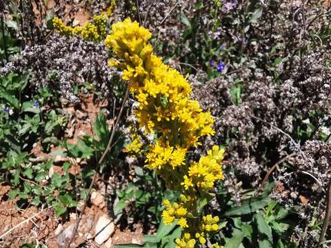 Plancia ëd Solidago hintoniorum G. L. Nesom