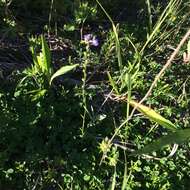 Plancia ëd Nuttallanthus canadensis (L.) D. A. Sutton