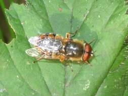 Image of Odontomyia ornata (Meigen 1822)