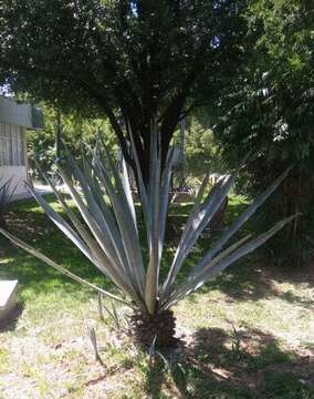 Image of tequila agave