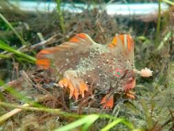 Image of Red handfish
