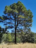 Image of Pinus leiophylla var. chihuahuana (Engelm.) Shaw