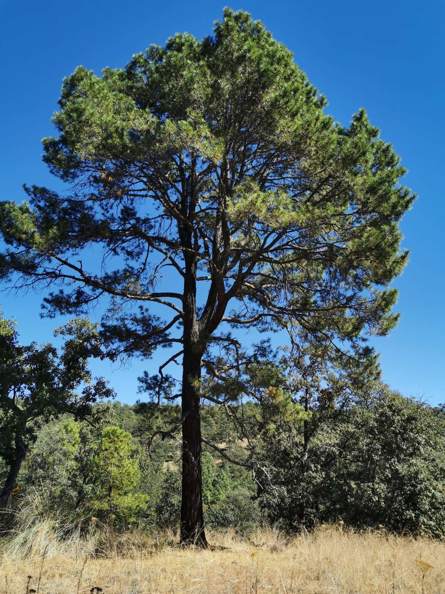 Image of Chihuahuan pine