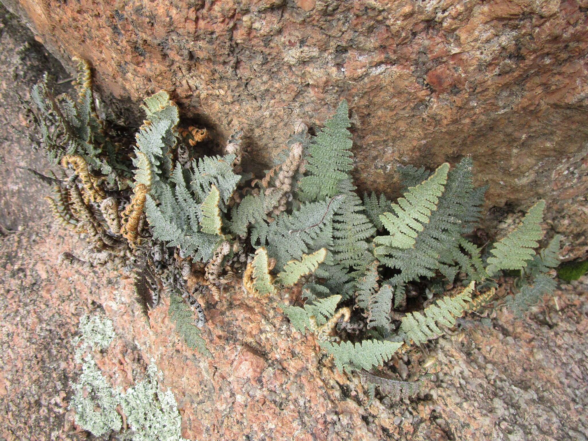 Myriopteris lindheimeri (Hook.) J. Sm. resmi