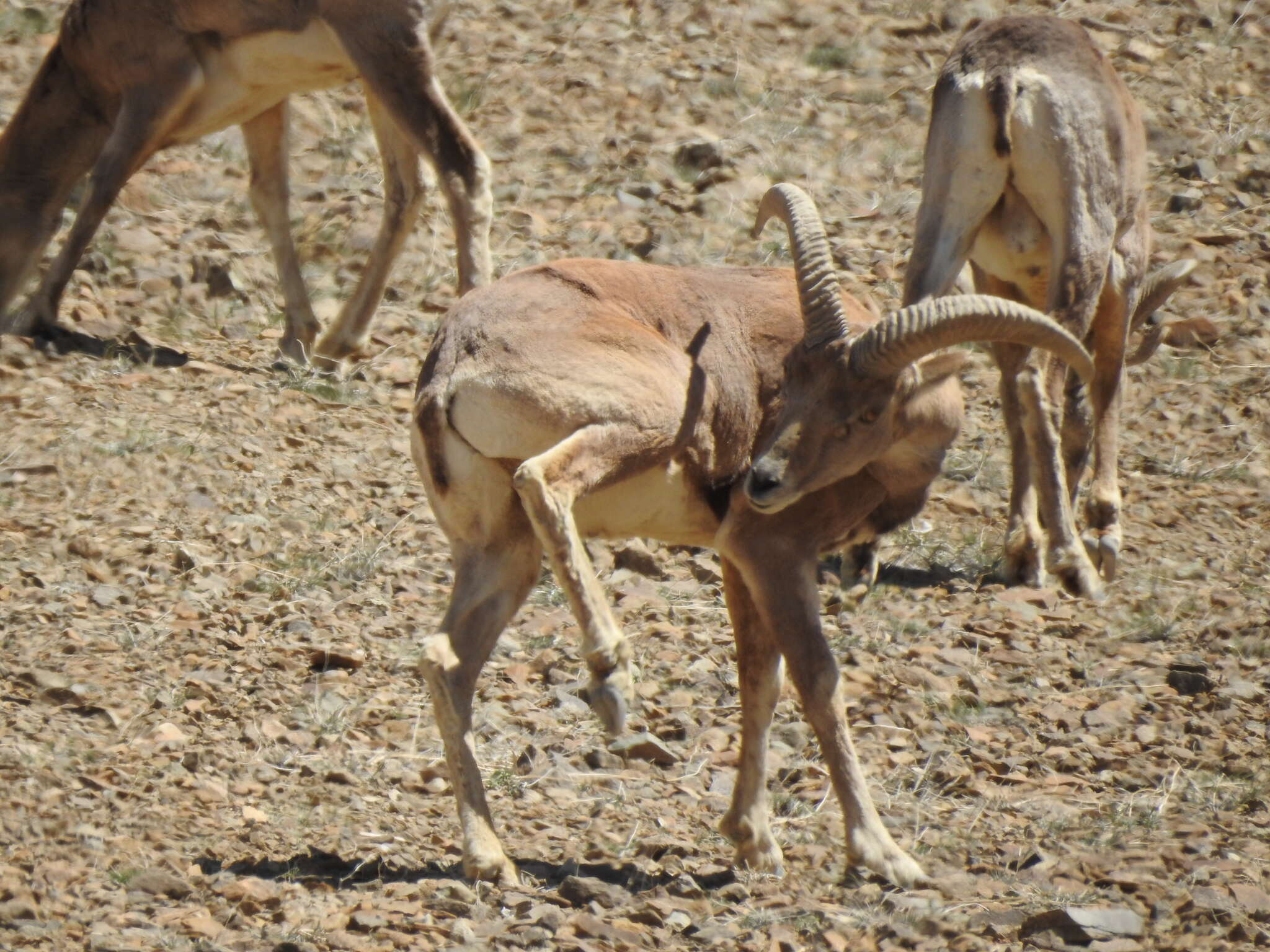 Image of Ladakh Urial