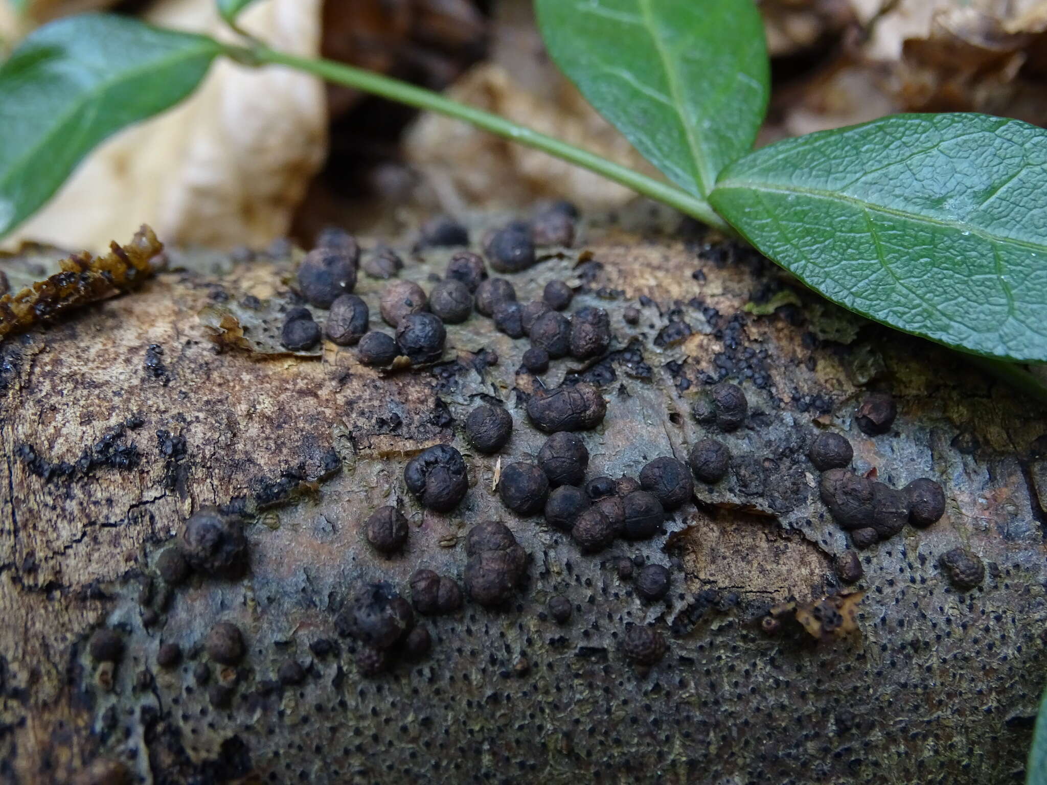 Image de Hypoxylon fragiforme (Pers.) J. Kickx fil. 1835