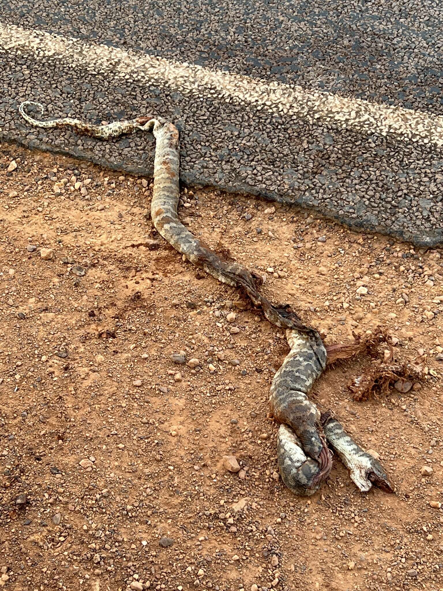 Morelia spilota variegata Gray 1842的圖片