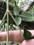 Image of Bidens rubifolia Kunth