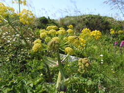 Imagem de Thapsia nitida Lacaita