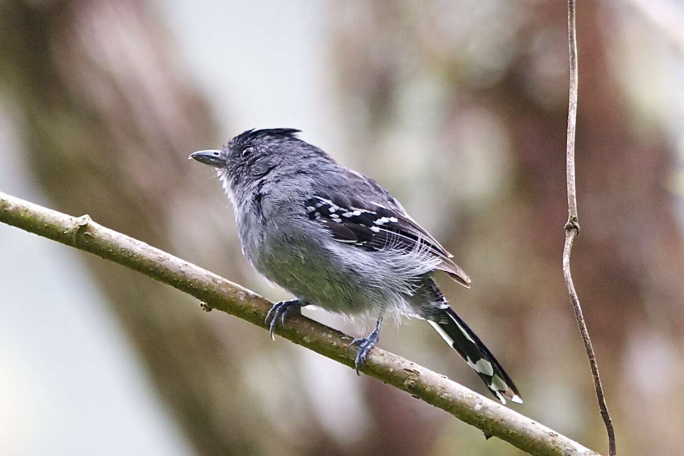 Image of Variable Antshrike