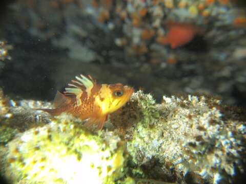 Image of Quillback rockfish