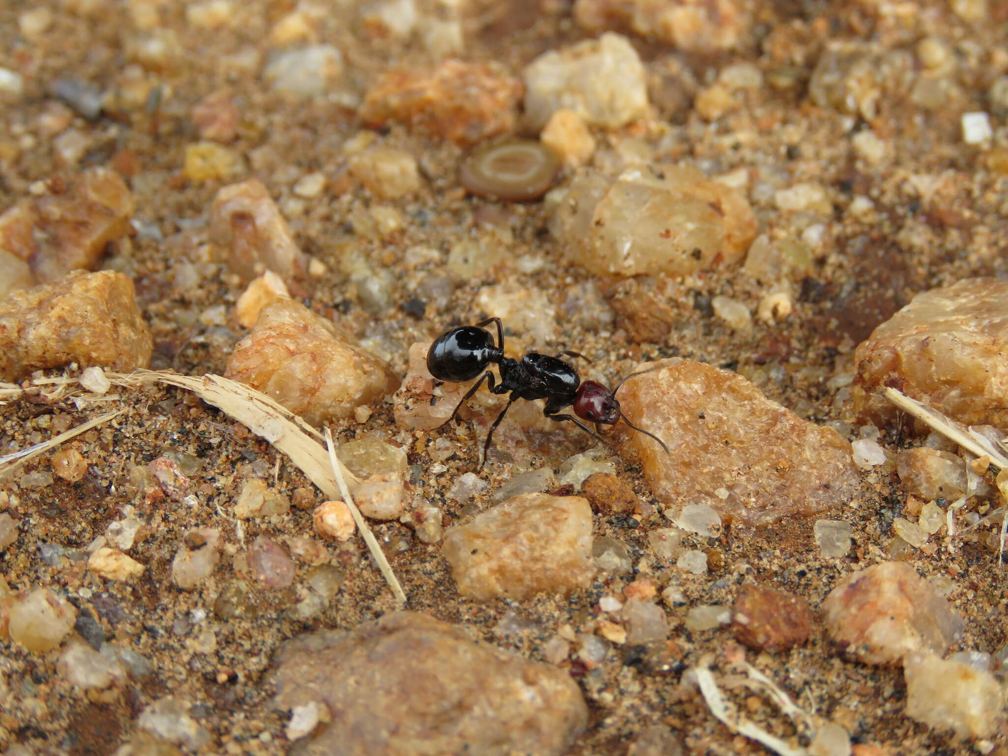 Image of Messor angularis Santschi 1928