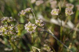 صورة Valerianella pumila (L.) DC.