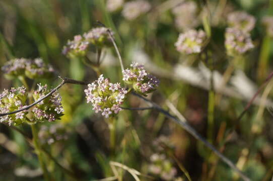 صورة Valerianella pumila (L.) DC.