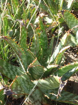 Aloe grandidentata Salm-Dyck resmi