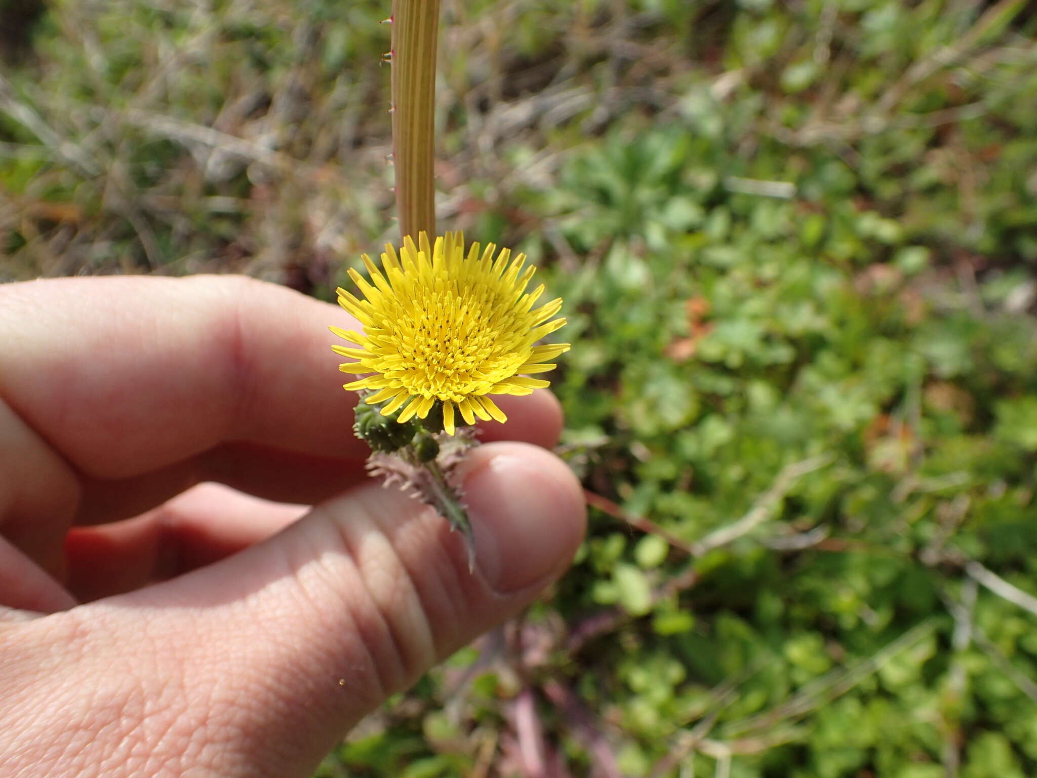 Слика од Sonchus asper (L.) Hill