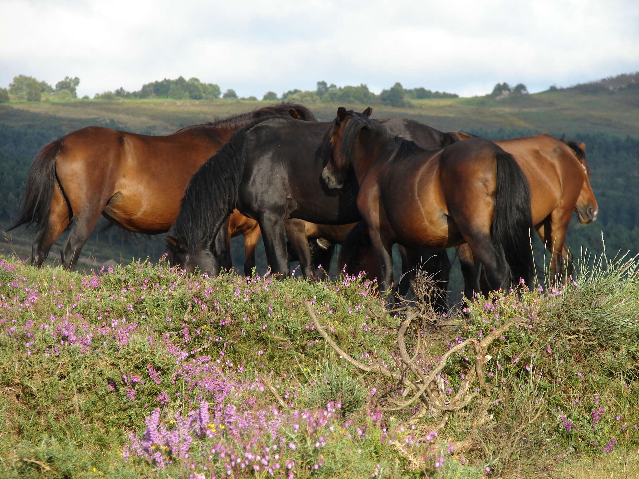 Image of Equus subgen. Equus Linnaeus 1758