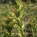 Image of gland Indian paintbrush