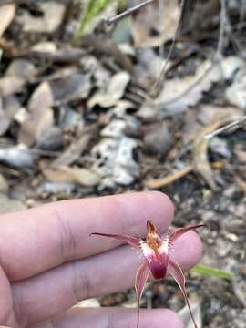 Image of Rusty spider orchid