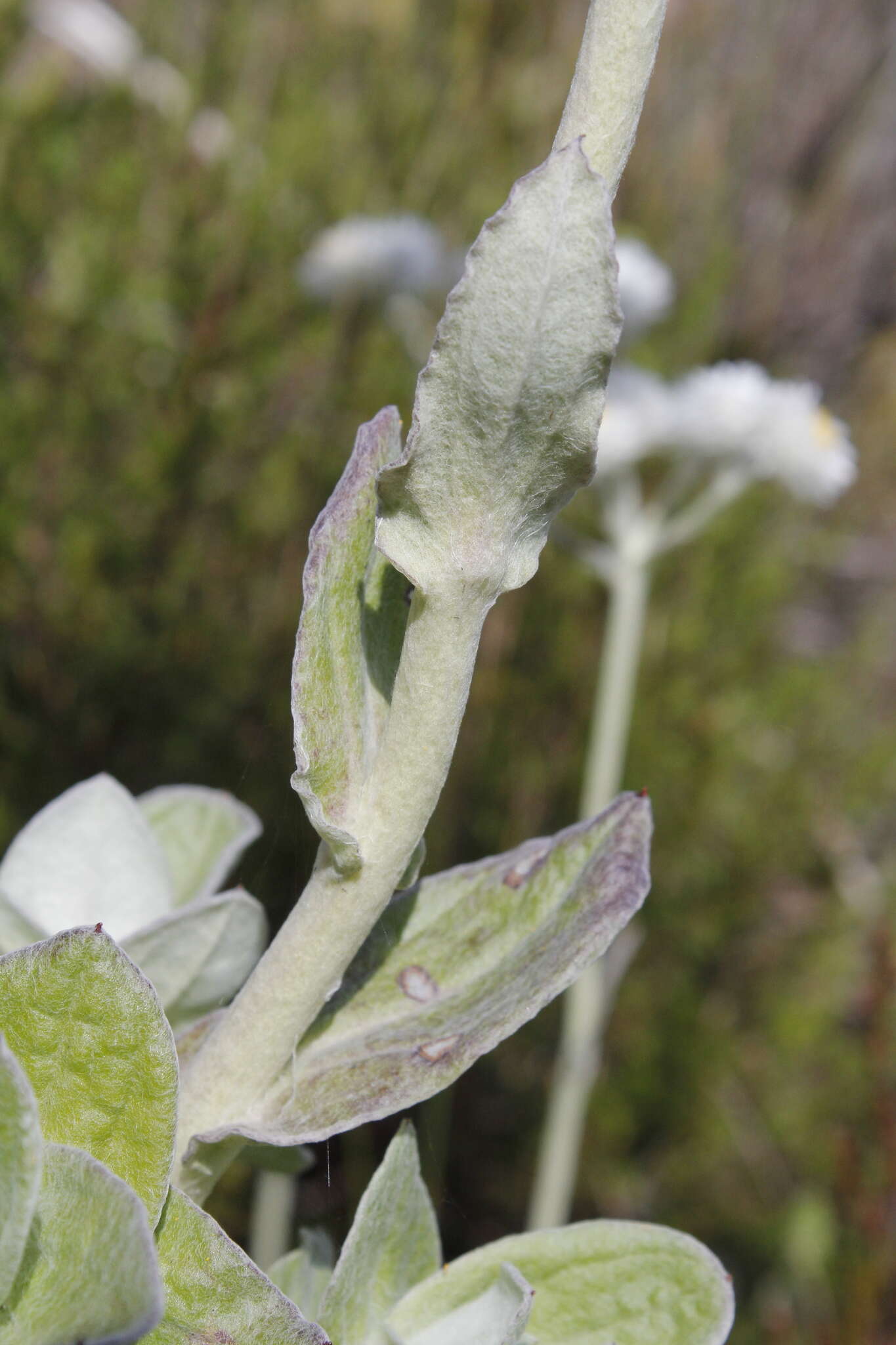 Helichrysum fruticans (L.) D. Don resmi