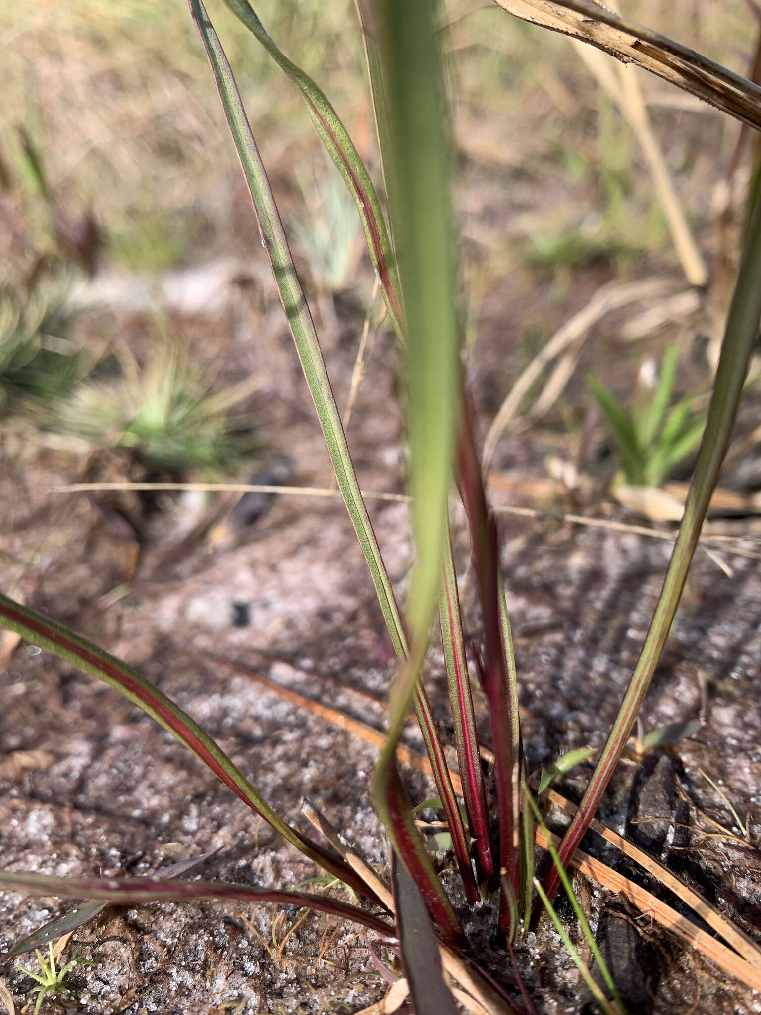 Image of Liatris quadriflora (Chapm.) E. L. Bridges & Orzell