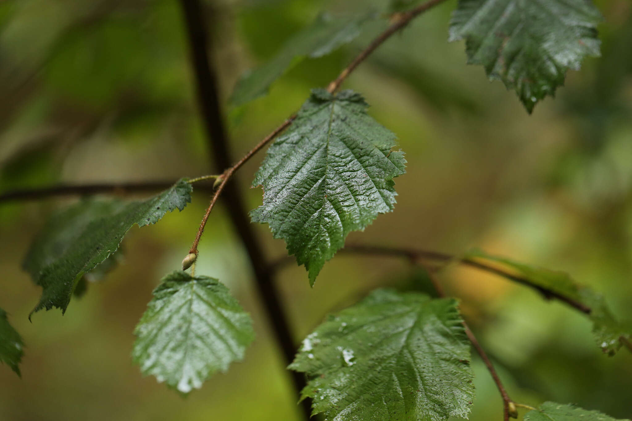 Image of Corylus cornuta subsp. californica (A. DC.) A. E. Murray