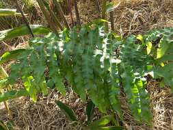 Image of creeping golden polypody