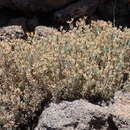 Plancia ëd Plantago webbii Barn.