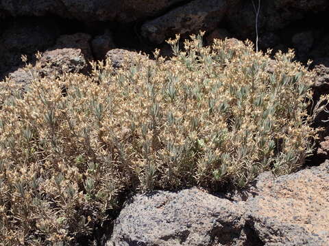 Image of Plantago webbii Barn.