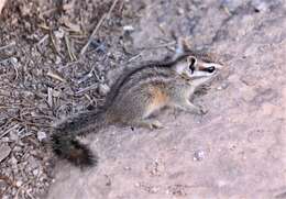 Image of Cliff Chipmunk