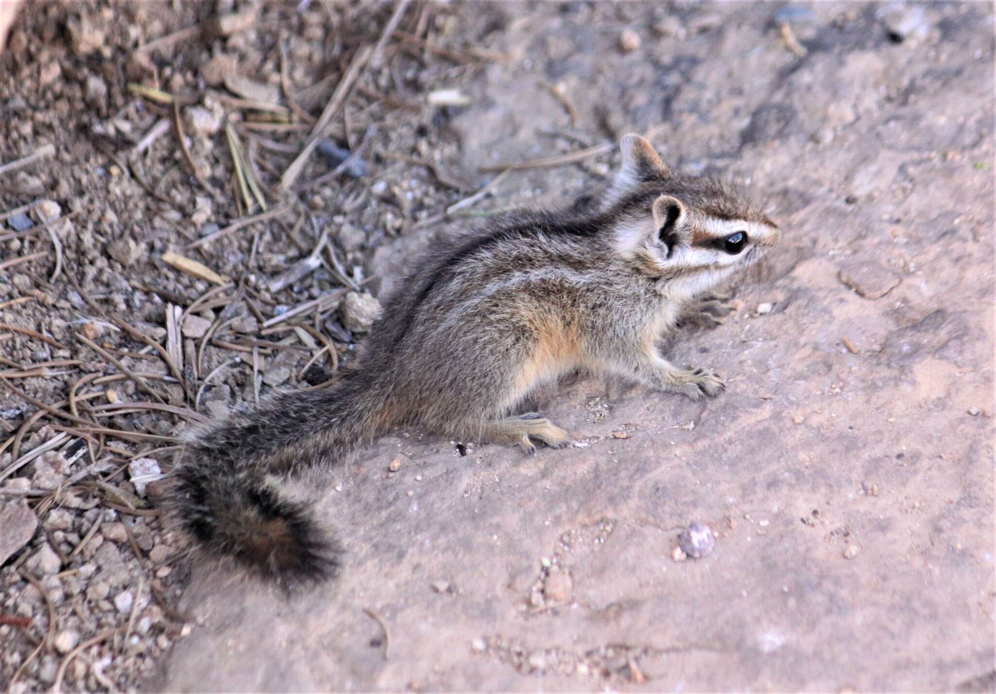 Image de Tamias dorsalis Baird 1855