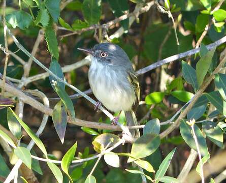 Image of Pearly-vented Tody-Tyrant