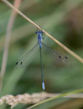 Image of Dark Spreadwing