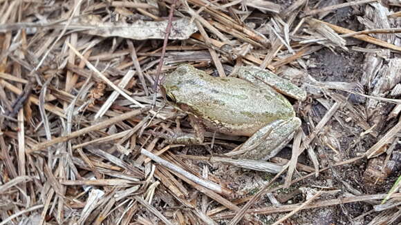 Image of Cajun Chorus Frog