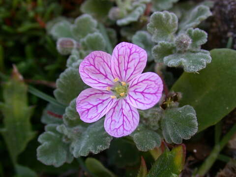 Imagem de Erodium corsicum Léman