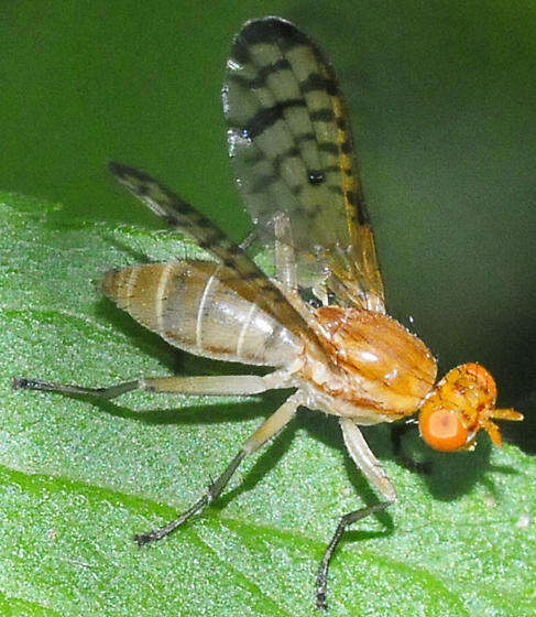 Image of Tetanocera valida Loew 1862