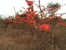 Image de Combretum paniculatum Vent.