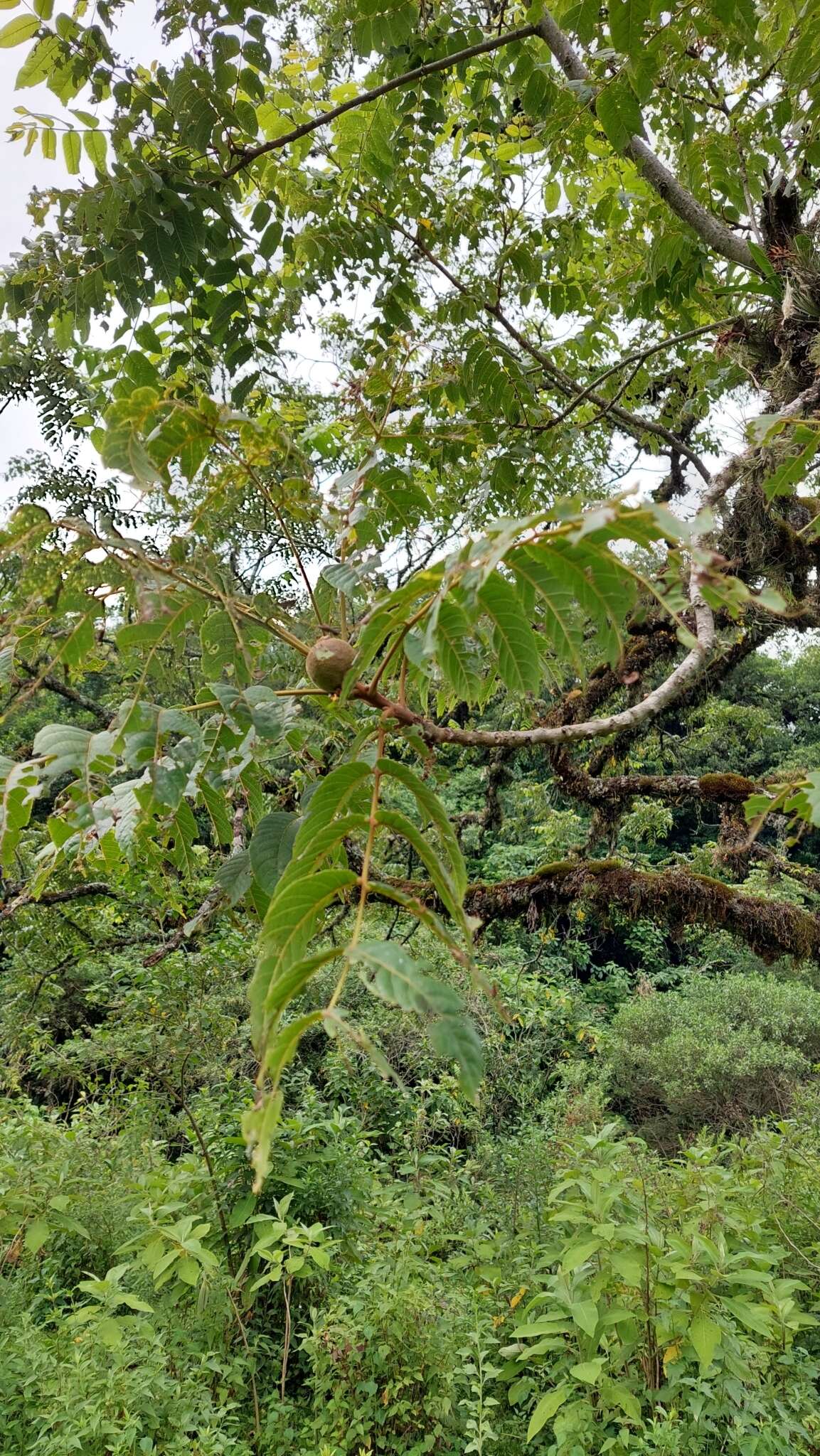 Image of Juglans australis Griseb.