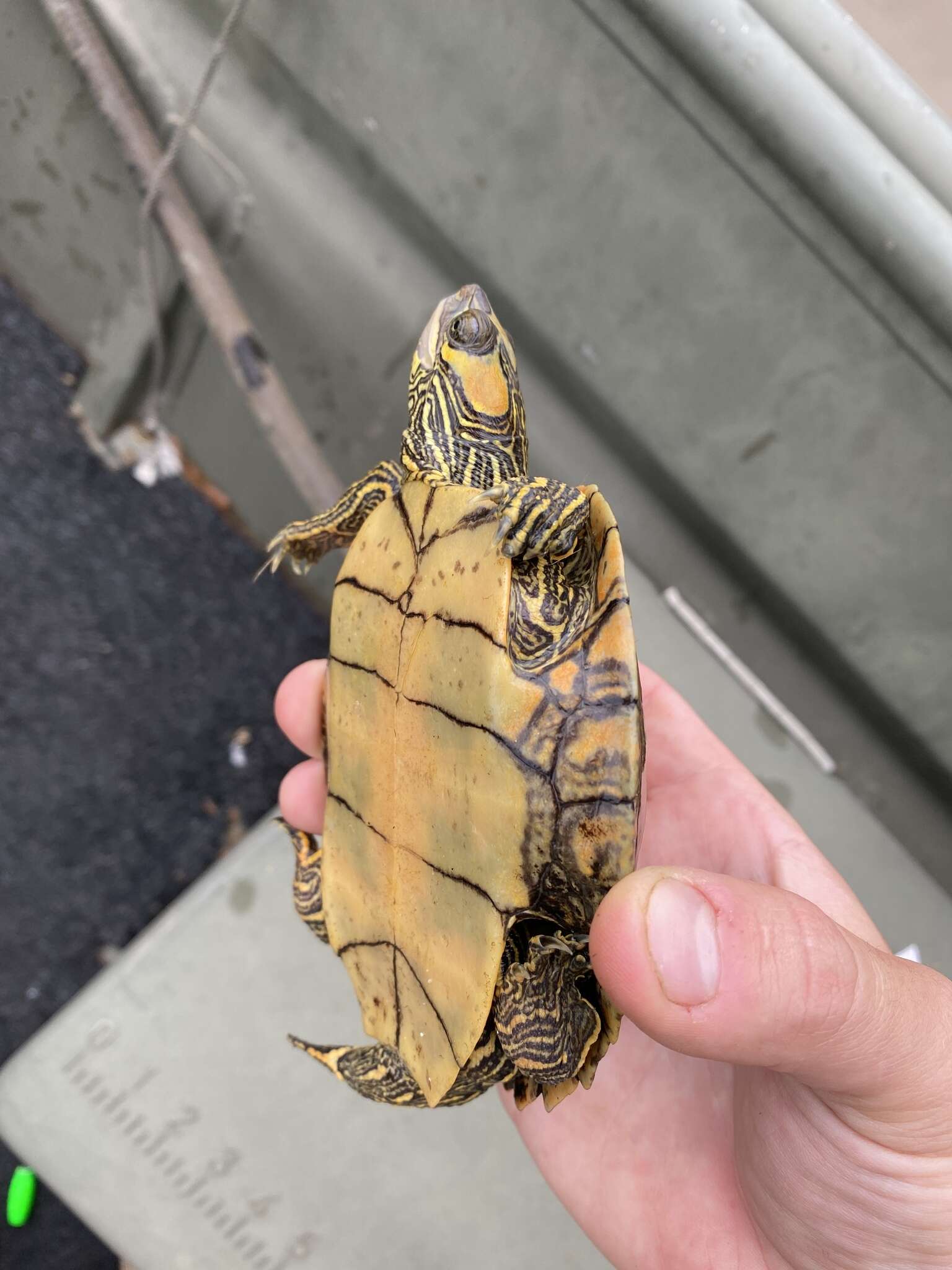 Image of Escambia Map Turtle