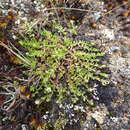 Sivun Wahlenbergia peruviana A. Gray kuva