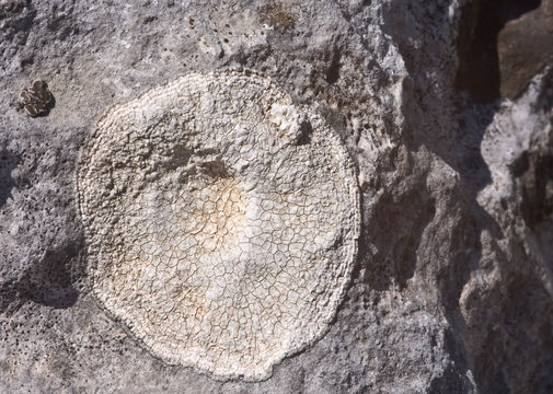 Imagem de <i>Aspicilia calcarea</i> (L.) Mudd