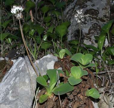 Plancia ëd Primula palinuri Pet.