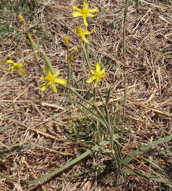 Image of yelow tulip