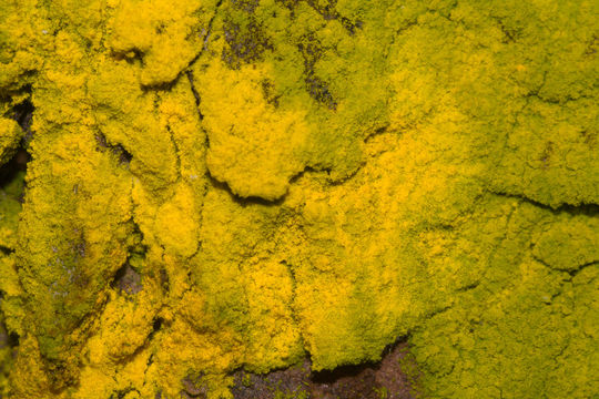 Image of dust lichen