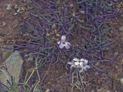 Image of Gypsophila sambukii Schischk.