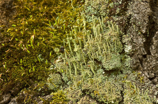 Image of cup lichen